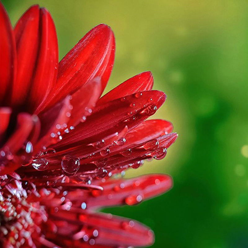 Ulanzi 75MM 10X Super Macro Le - Photography Kit Xiaomi 15T Pro recension och pris