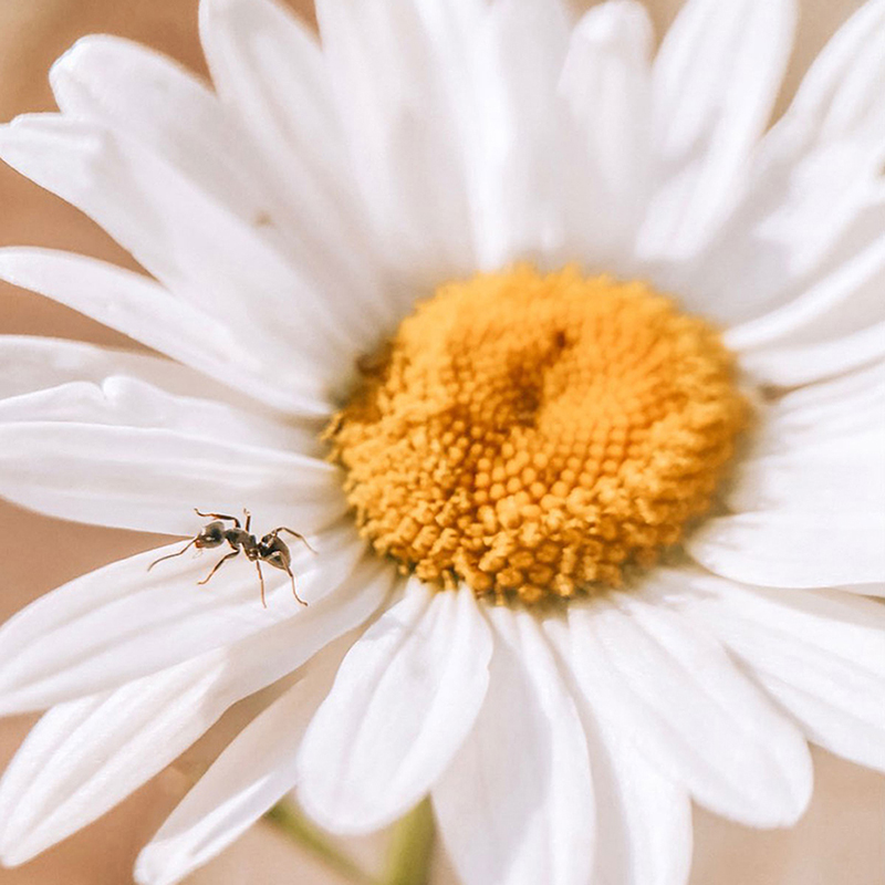 Ulanzi 75MM 10X Super Macro Le - Photography Kit Xiaomi 15T Pro recension och pris